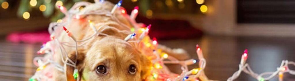 Por qué surgen los conflictos familiares en Navidad y cómo afrontarlos.