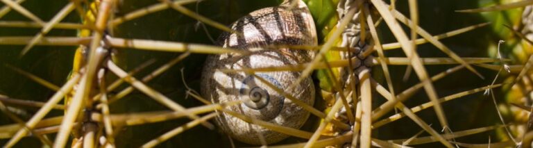 Agorafobia, causas, síntomas y tratamiento.